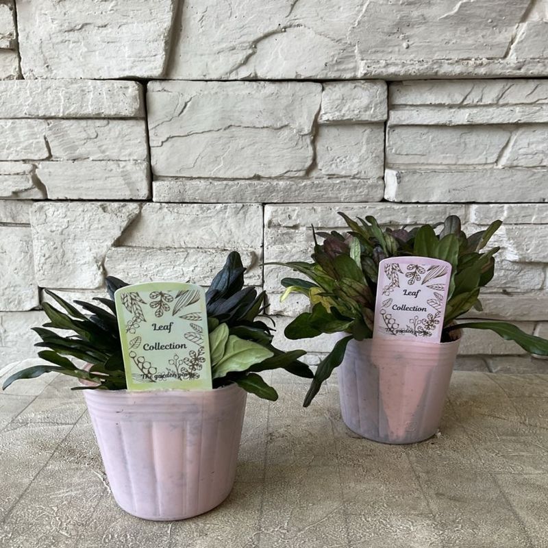 アジュガ　選べる♪2種 3寸ポット