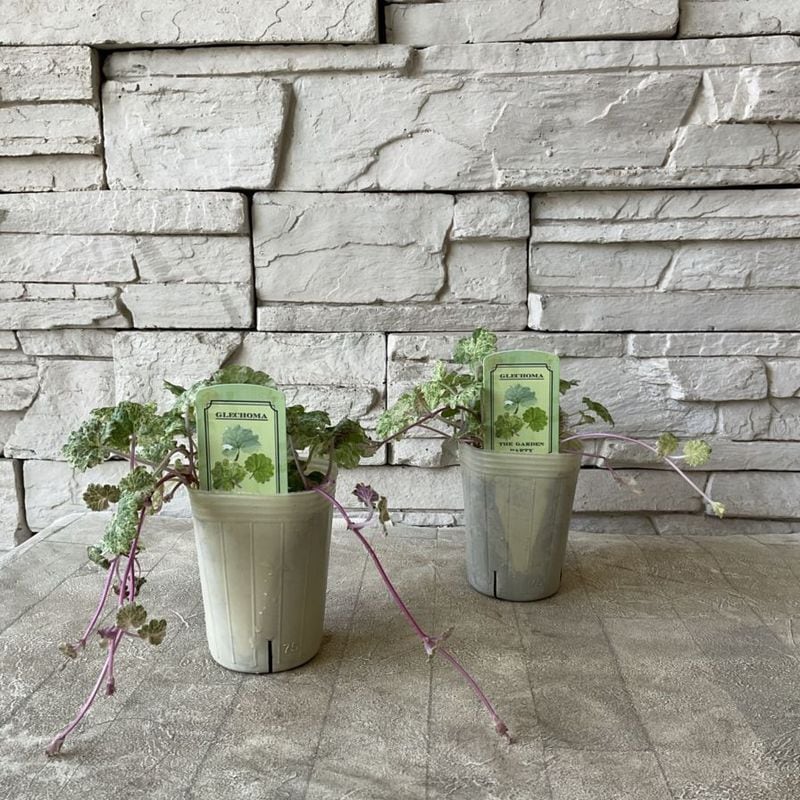 グレコマ　レッドステム 2.5寸ポット