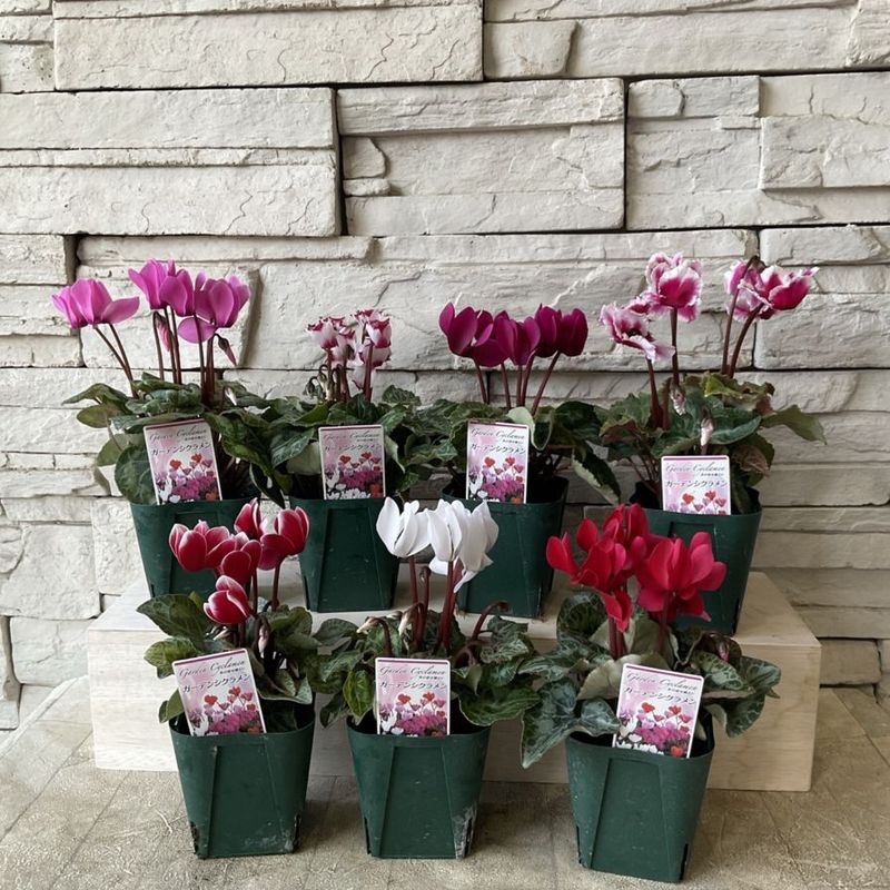 ガーデンシクラメン　選べる♪3色　3寸ポット