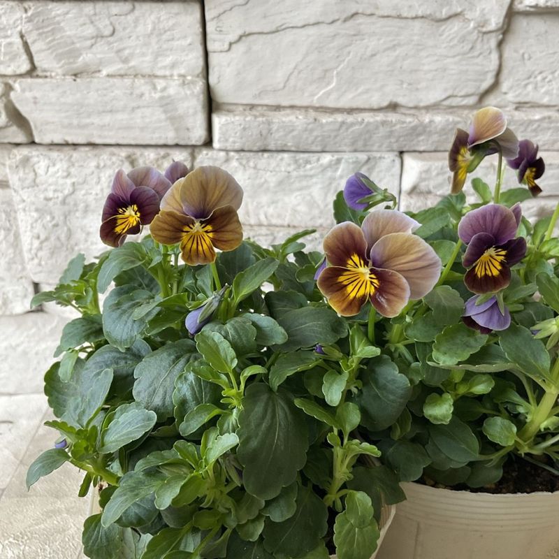 ビオラ　フロステッドチョコレート 3.5寸ポット