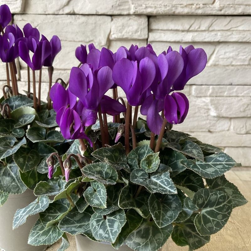 ミニシクラメン　ドラゴン 3寸ポット