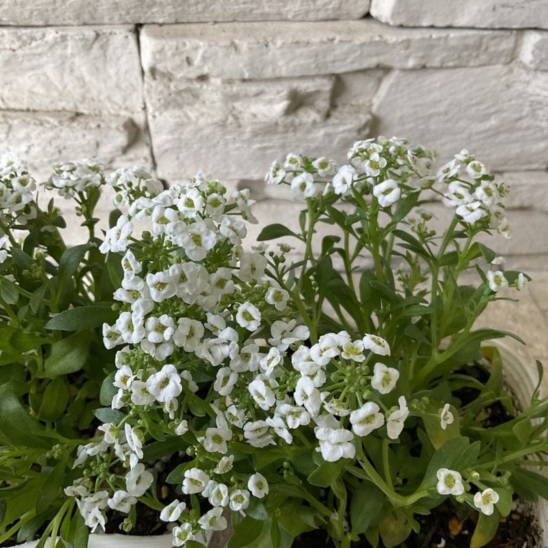 アリッサム　雪水晶 3.5寸ポット