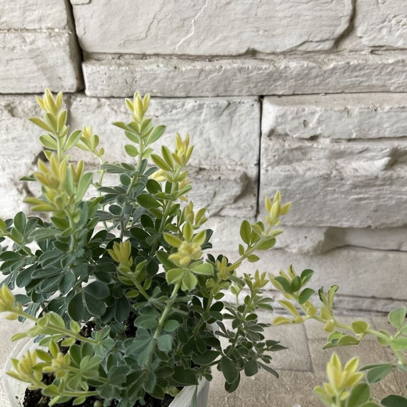 ロータス　ブリムストーン 2.5寸ポット