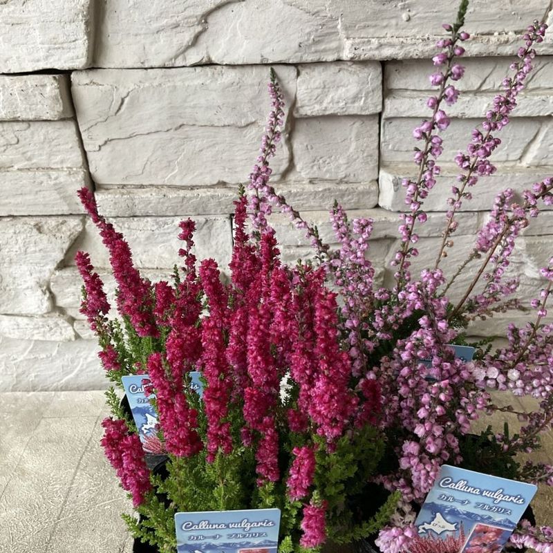 八重咲きカルーナ　ブルガリス　選べる♪2色