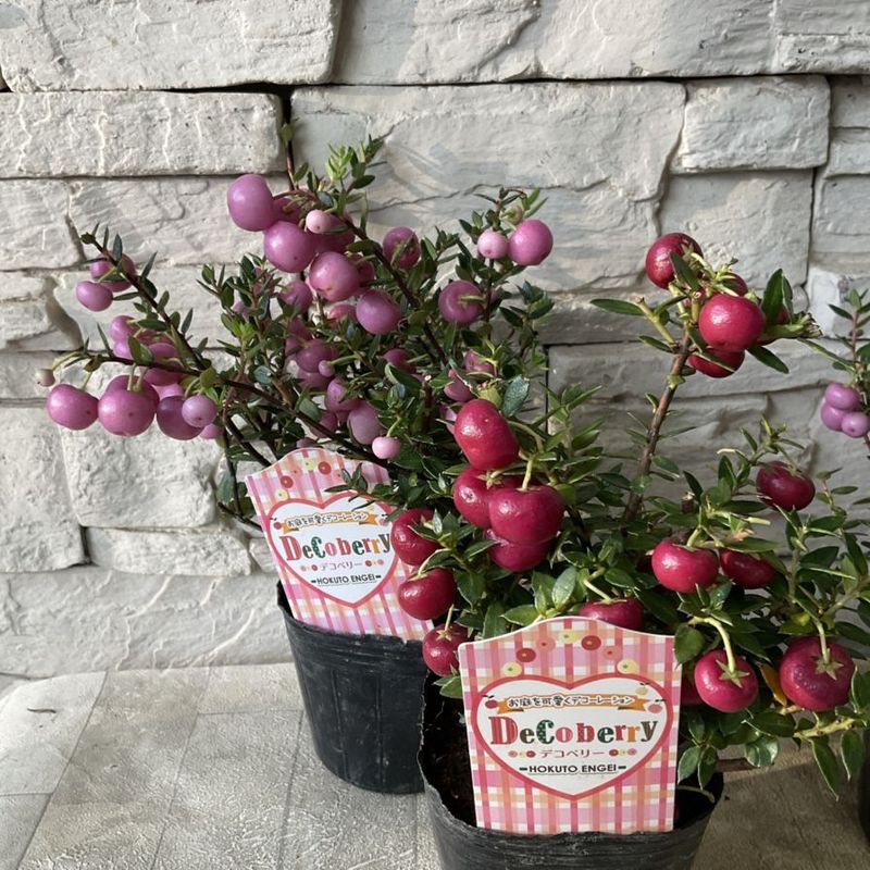 ペルネッチア　デコベリー　真珠の木　選べる♪2色 　3寸ポット