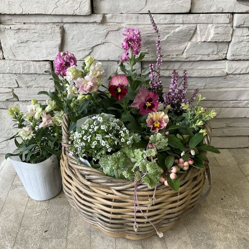 【自分で作る寄せ植え苗セット】ふんわりピンクの寄せ植え