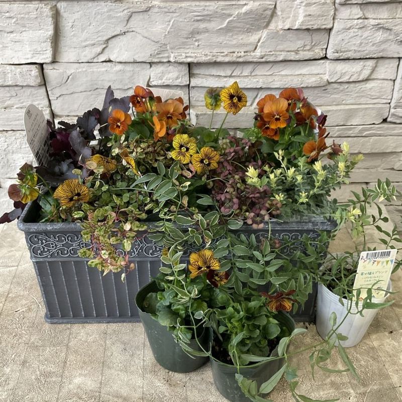 寄せ植え | 橋本種苗園オンラインストア