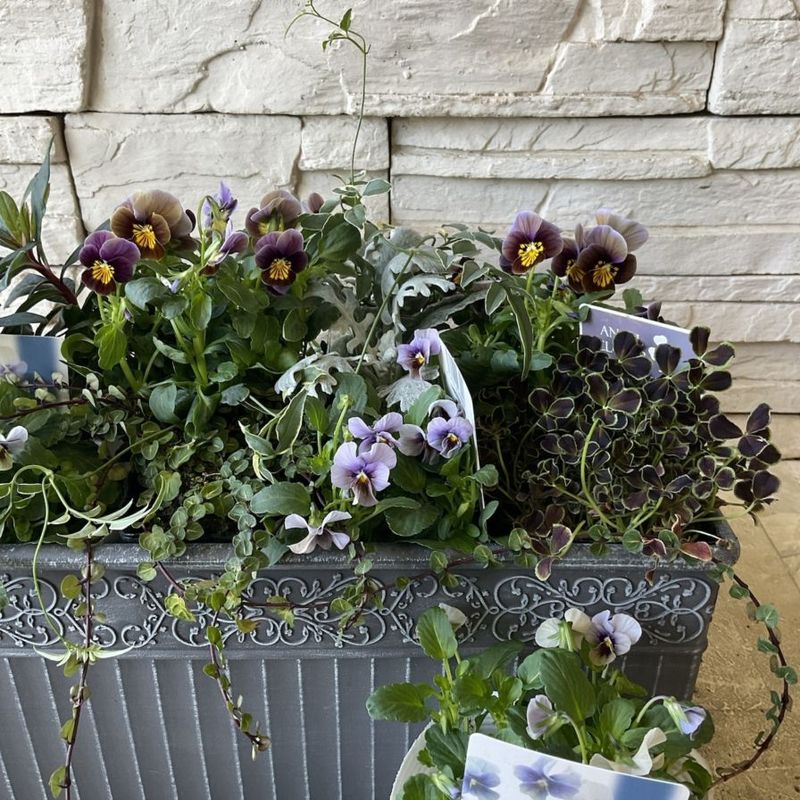 オリジナル交配実生苗 窓口 オリジナル交配実生苗 窓口 オリジナル交配.実生苗 窓口