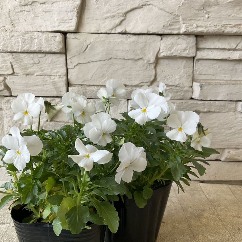 ビオラ　ホワイト　 3寸ポット