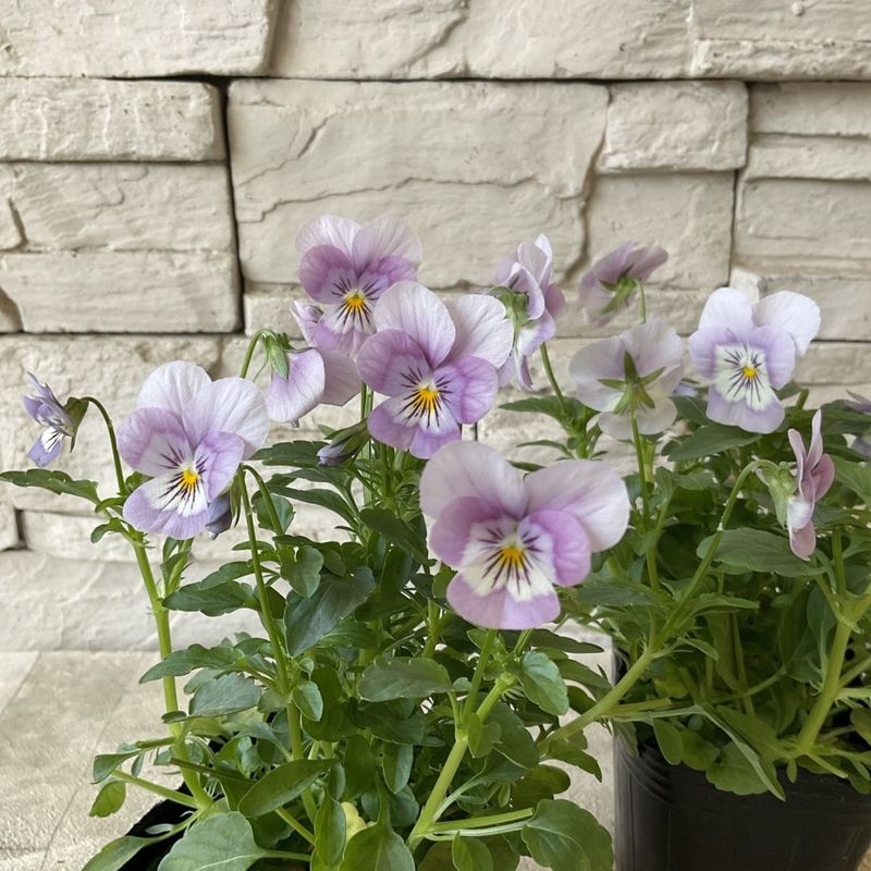 ビオラ　薄い紫 3寸ポット