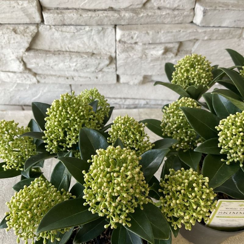 スキミア　ホワイトドワーフ 3寸ポット