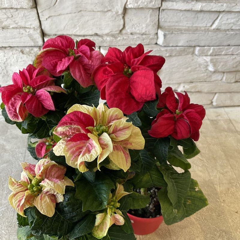 ポインセチア　ウィンターローズミニ　3寸ポット