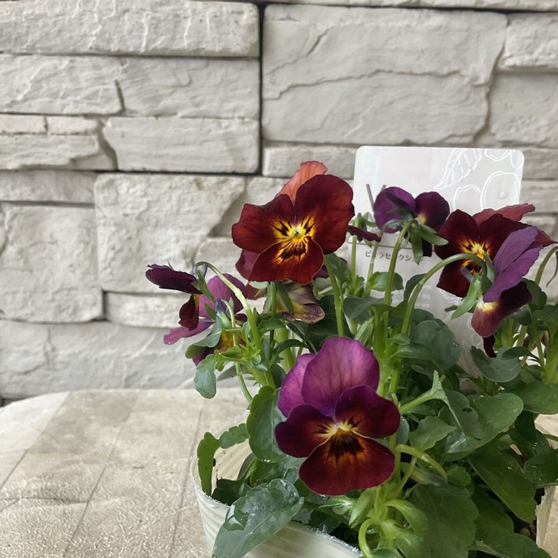 ビオラ　テラコッタ 3.5寸ポット