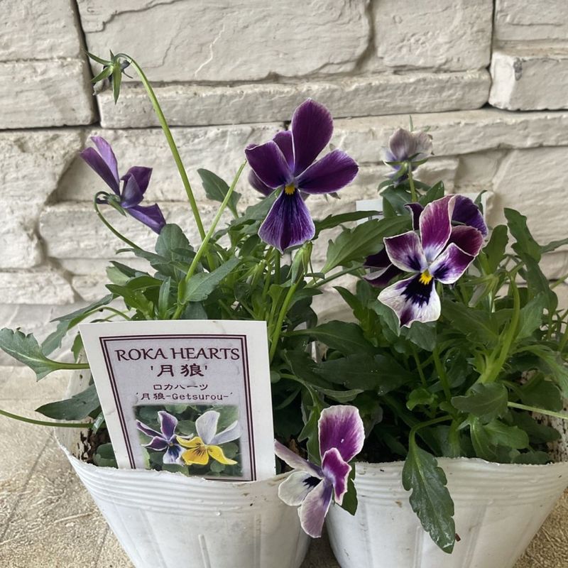 橋本種苗園オンラインストア |