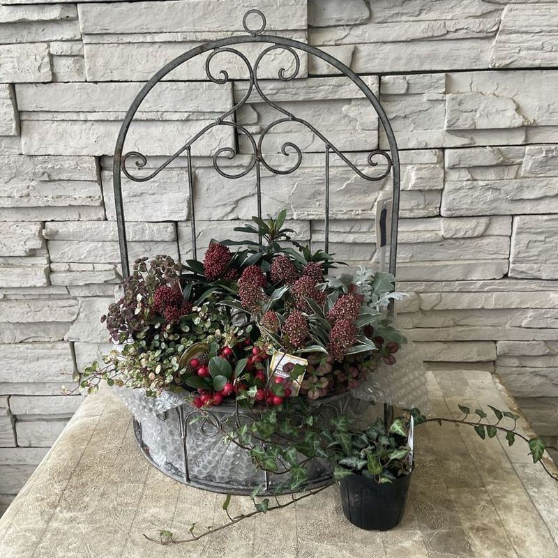 【自分で作る寄せ植え花苗セット】スキミアのアンティークレッドの寄せ植え