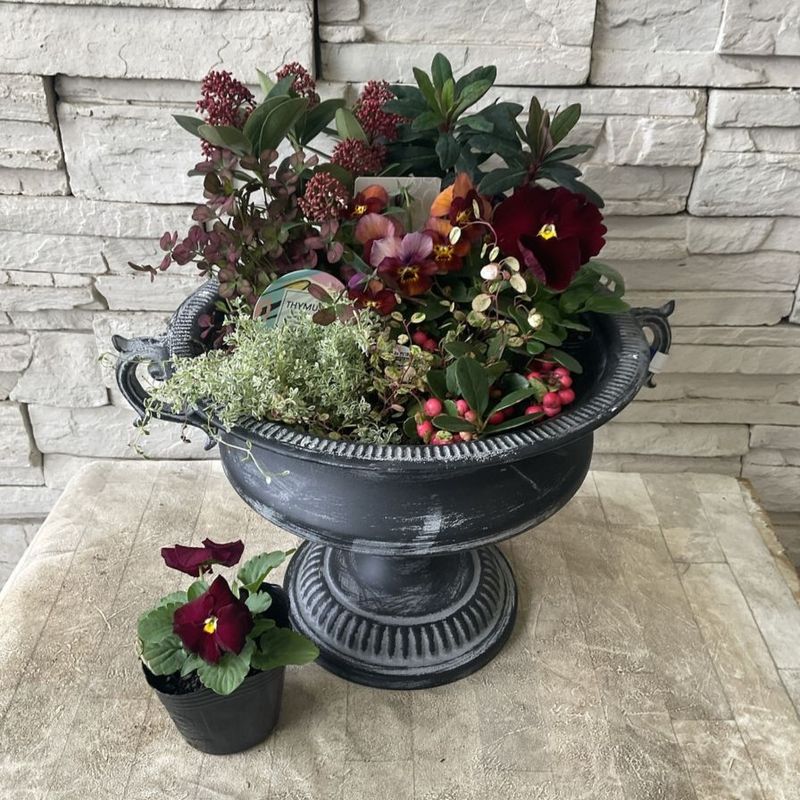 【自分で作る寄せ植え花苗セット】スキミアとビオラのダークレッドの寄せ植え寄せ植え