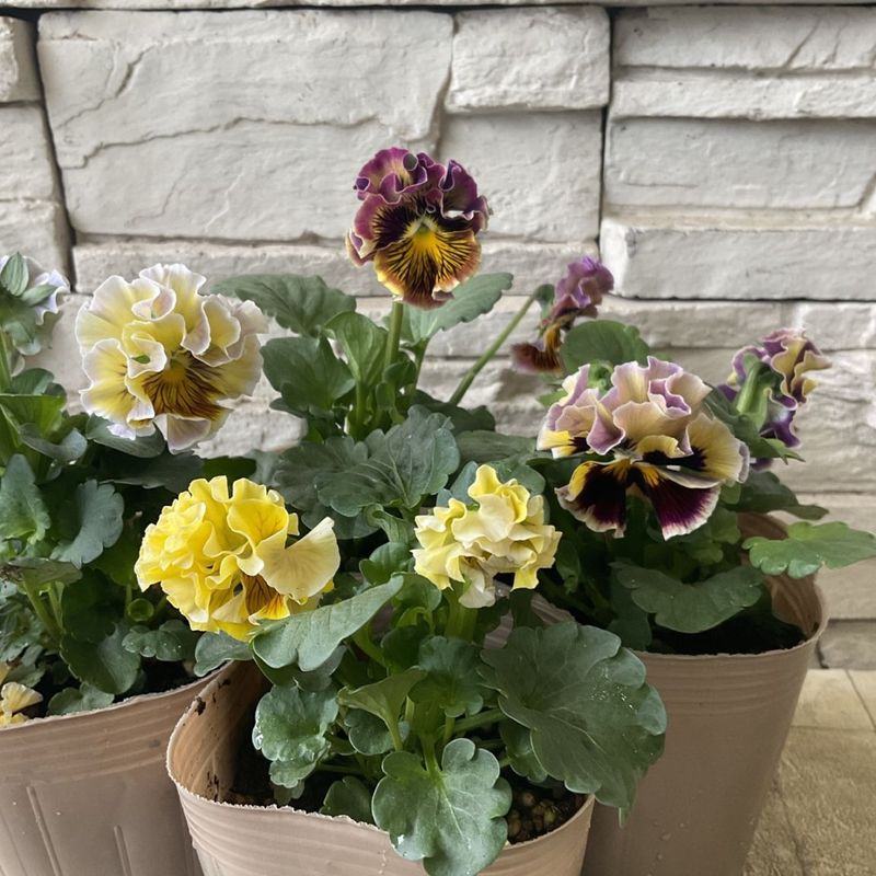 マツバラファーム　オリジナル　パンジー　モアナ　レモーナ 3.5寸ポット