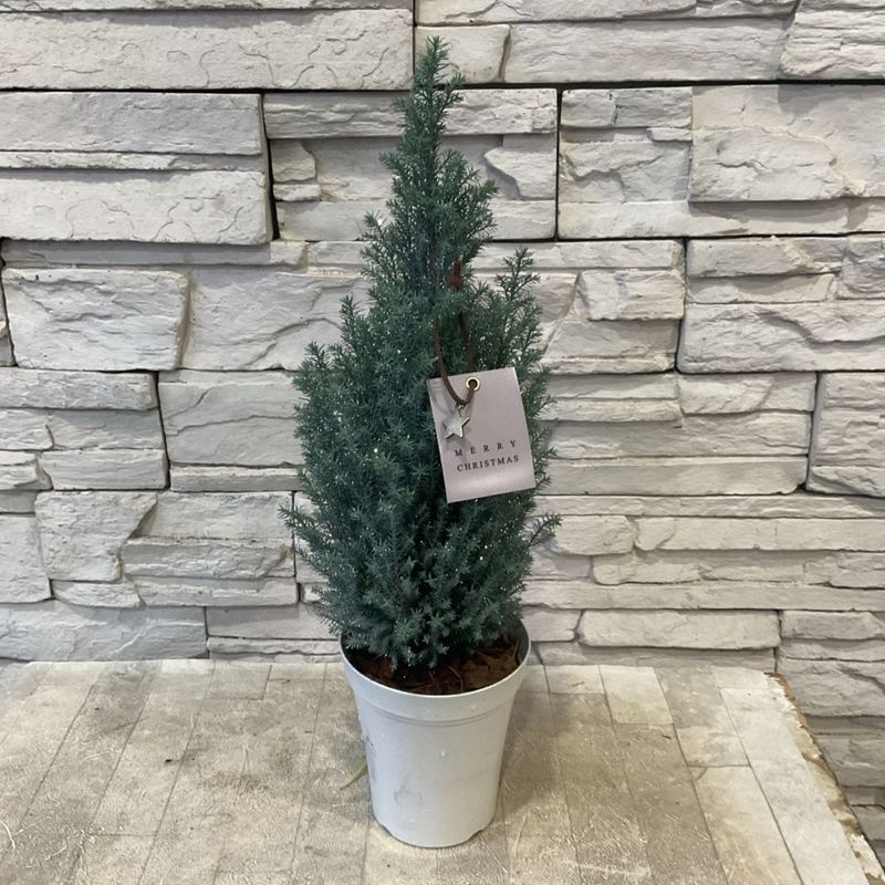 ラメ付きコニファー　シルバースター（クリスマスタグ付き） 4寸鉢