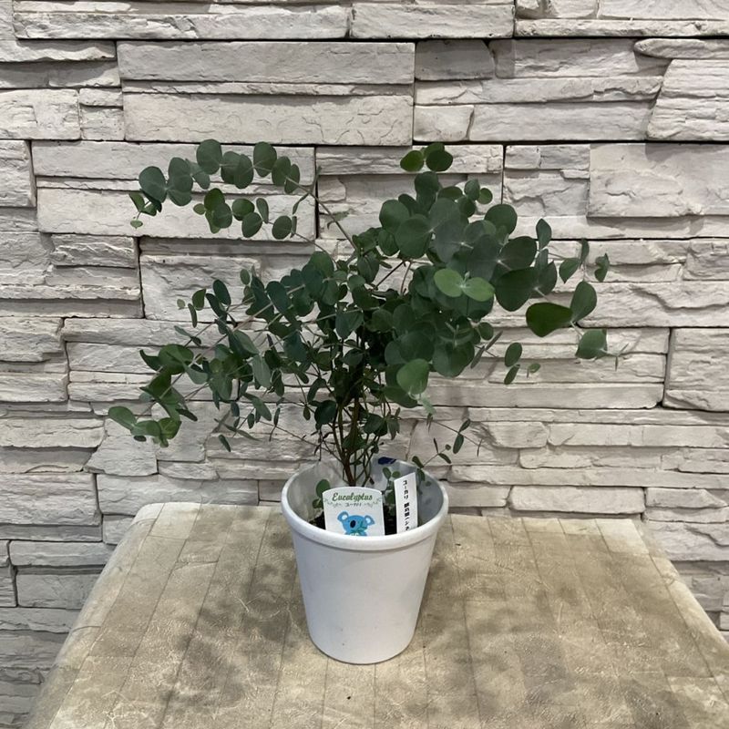 ハーブ | 橋本種苗園オンラインストア