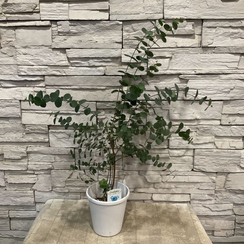 ユーカリ　アップルボックス 5寸鉢