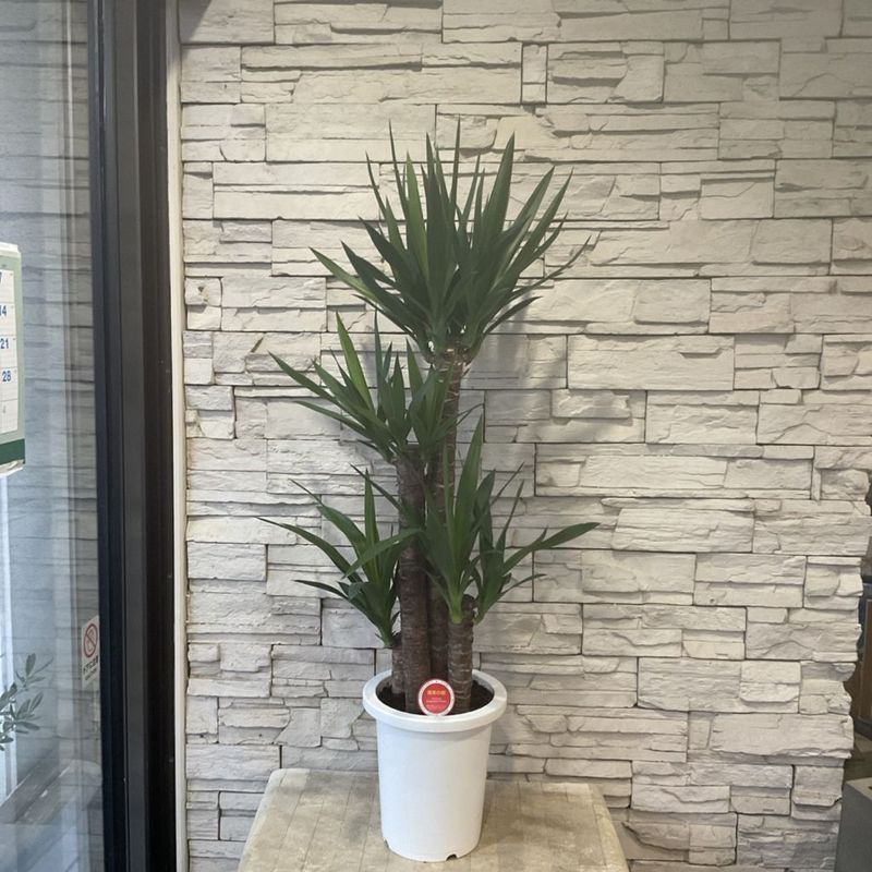 【送料無料】ユッカ 8寸鉢