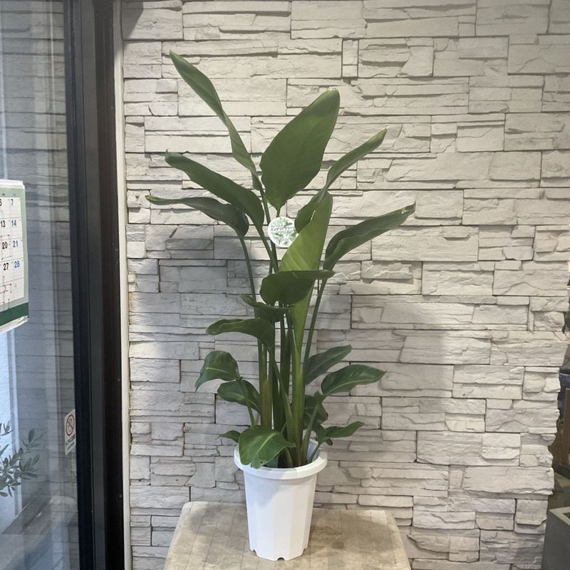 すべての商品 | 橋本種苗園オンラインストア