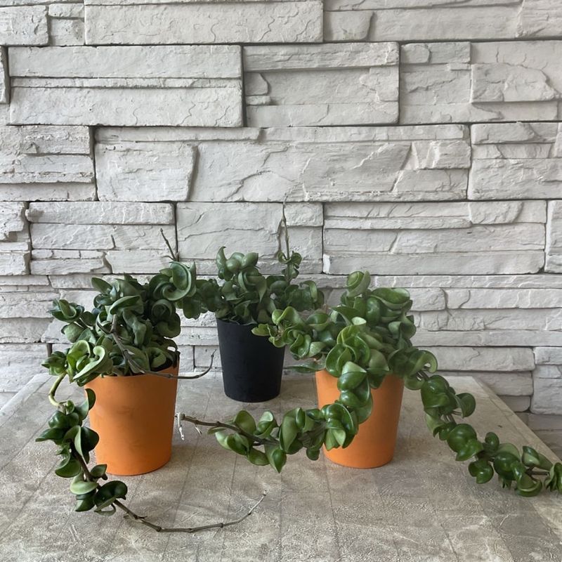 ホヤ　コンパクタ 3寸ポット