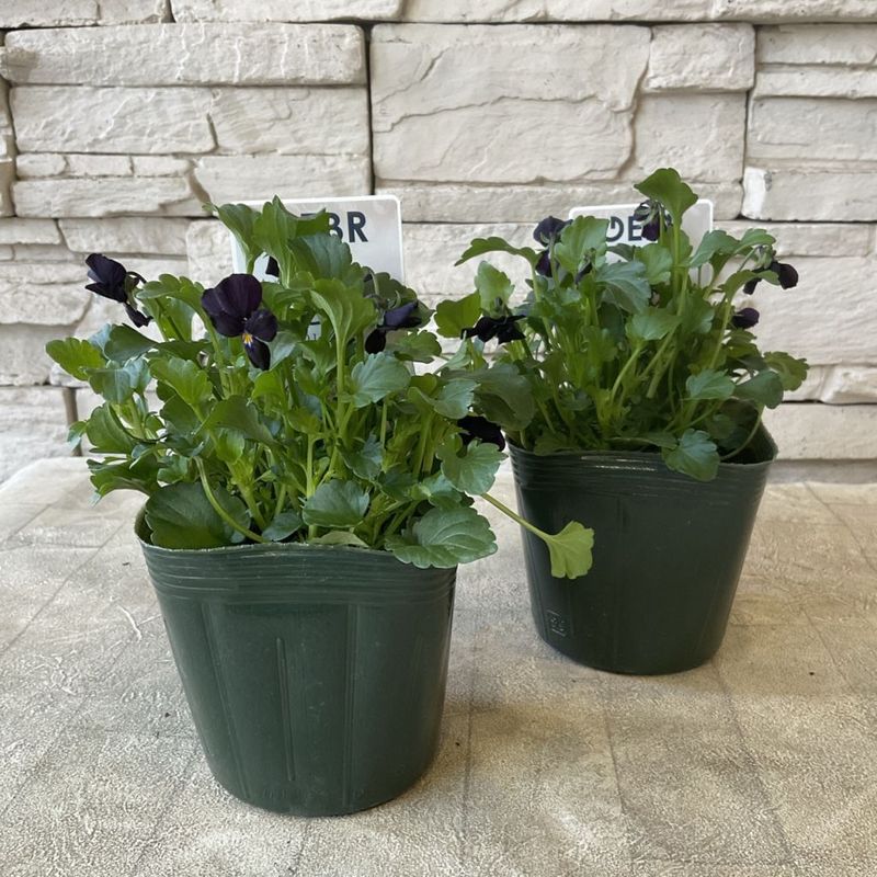 【SALE】ビオラ　魅黒 3.5寸ポット