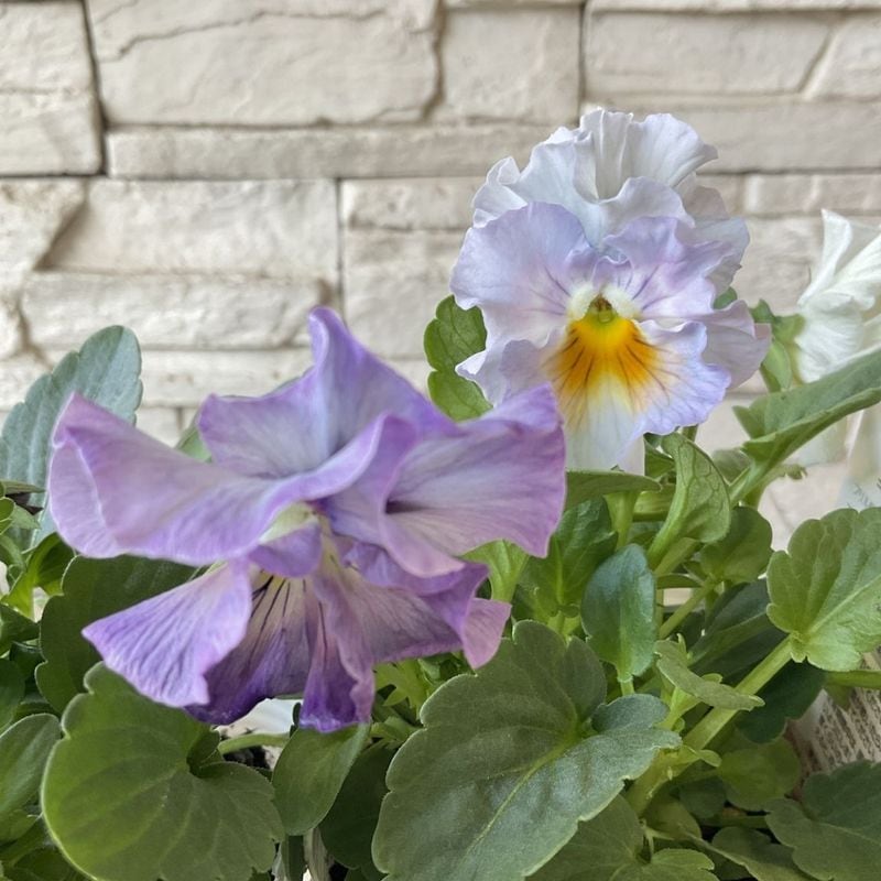 すべての商品 | 橋本種苗園オンラインストア