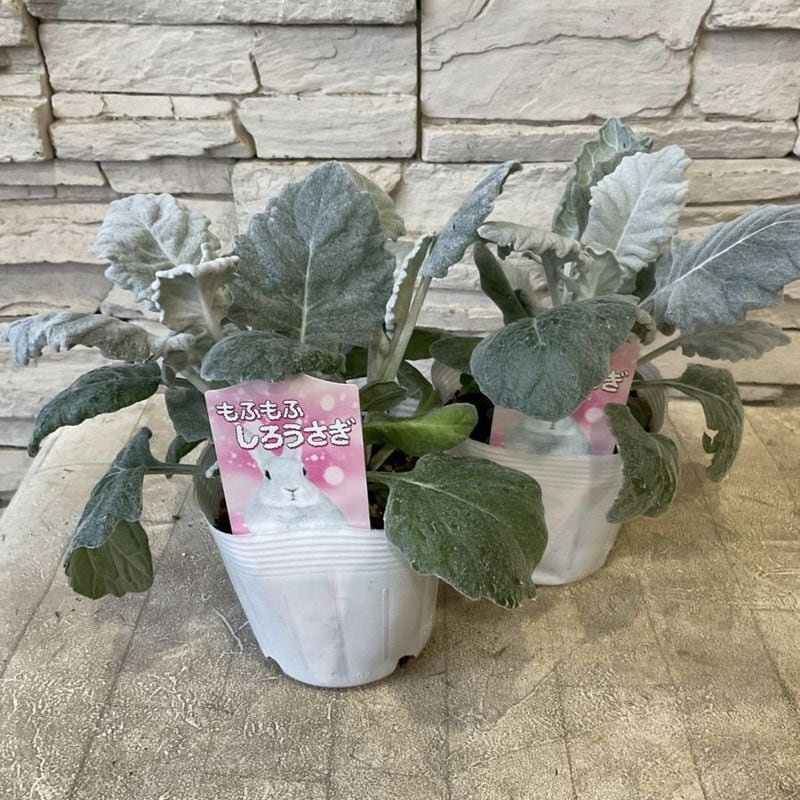 橋本種苗園オンラインストア |