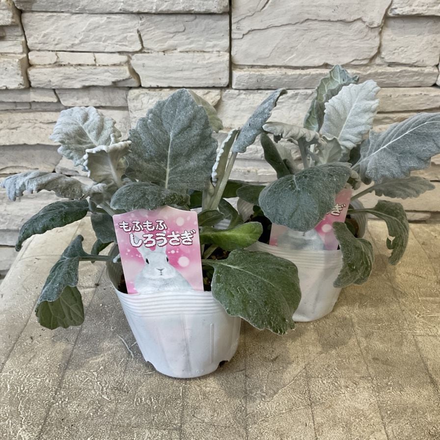 丸葉シロタエギク もふもふ白うさぎ 3.5寸ポット | 鉢花・花苗 | 橋本