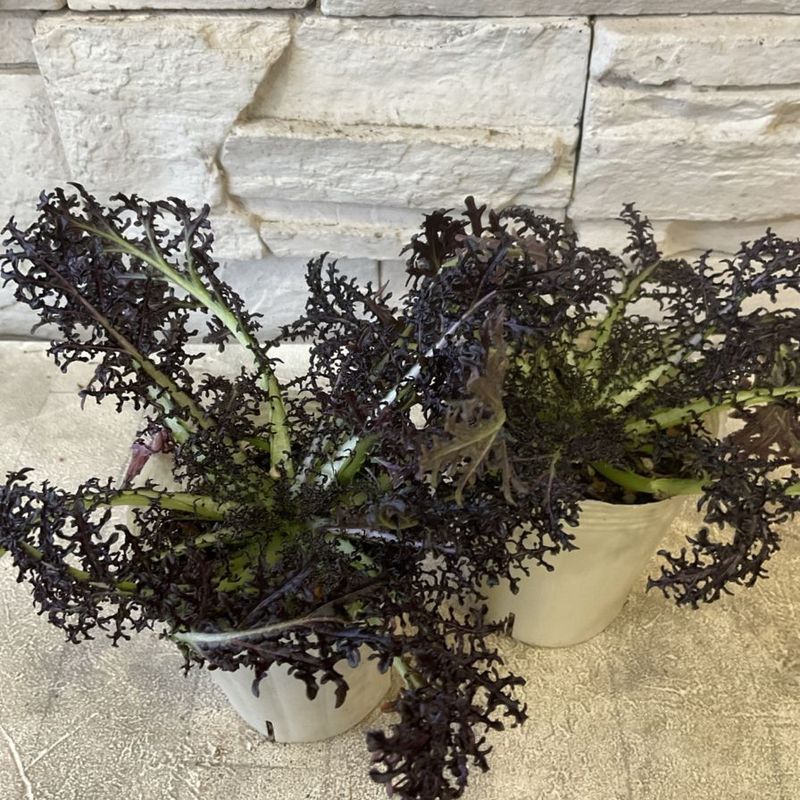 橋本種苗園オンラインストア |