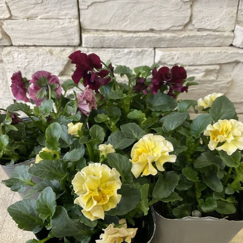 橋本種苗園オンラインストア |