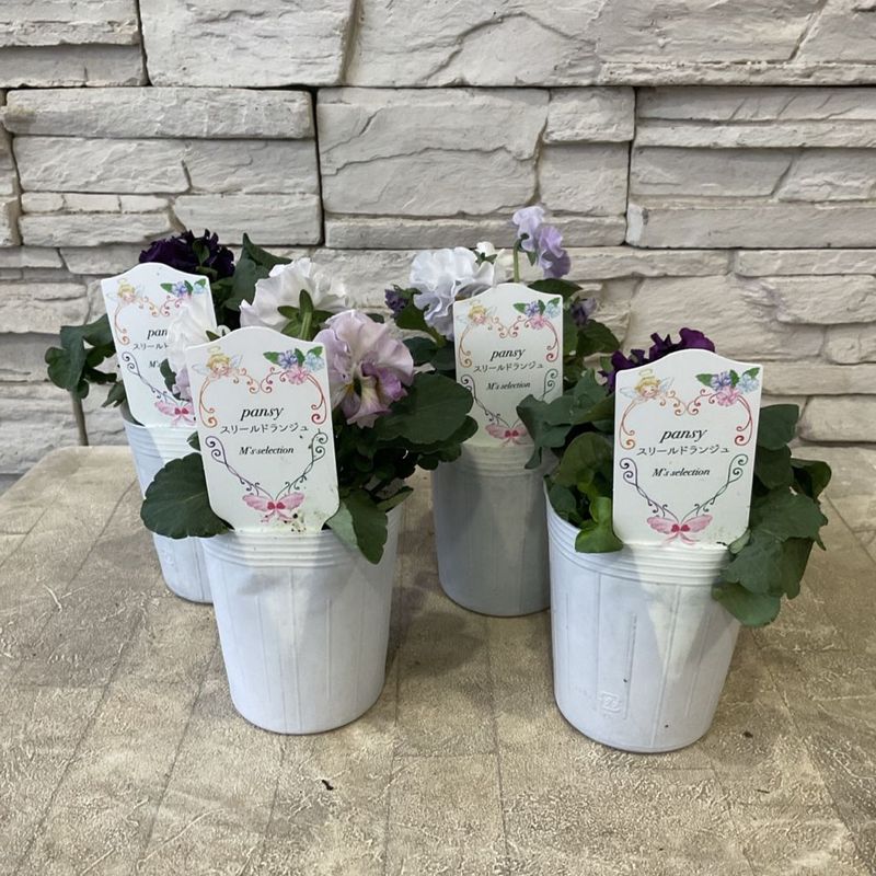 Nao　3株セット　鉢つき Nao 3株セット 鉢つき Nao様専用 3株セット 鉢つき NAO様