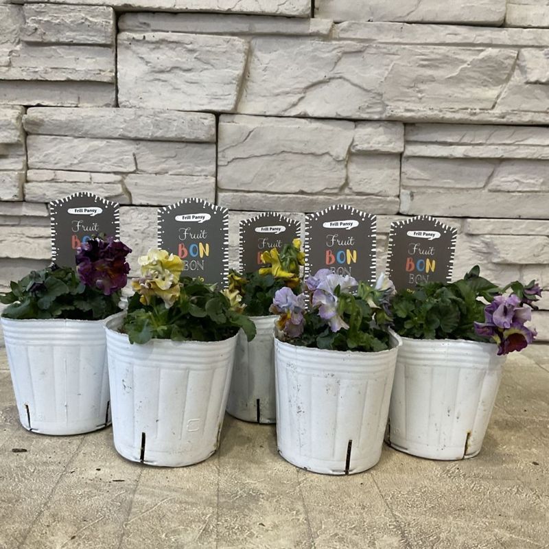 【SALE】フリルパンジー　フルーツボンボン 3寸ポット