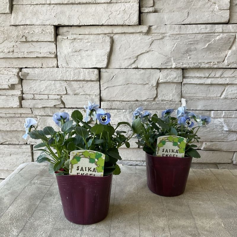 橋本種苗園オンラインストア |