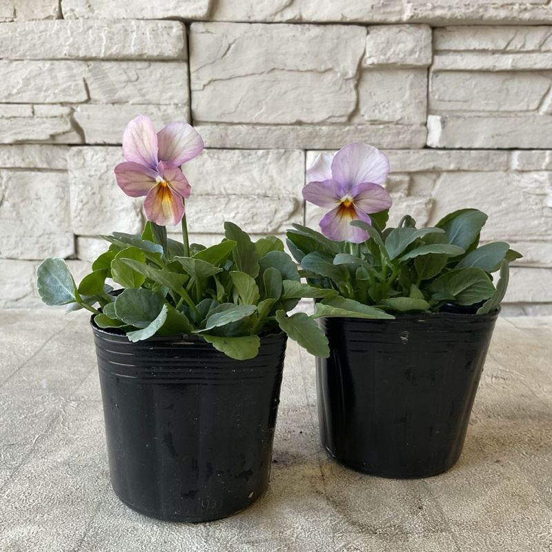 苗ご相談ページ 市民後見人養成研修受講中の方・修了者向け 研修会開催のお知らせ