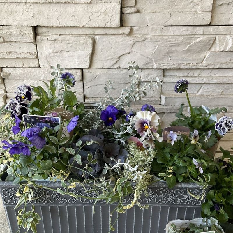 苗ご相談ページ 橋本種苗園オンラインストア |