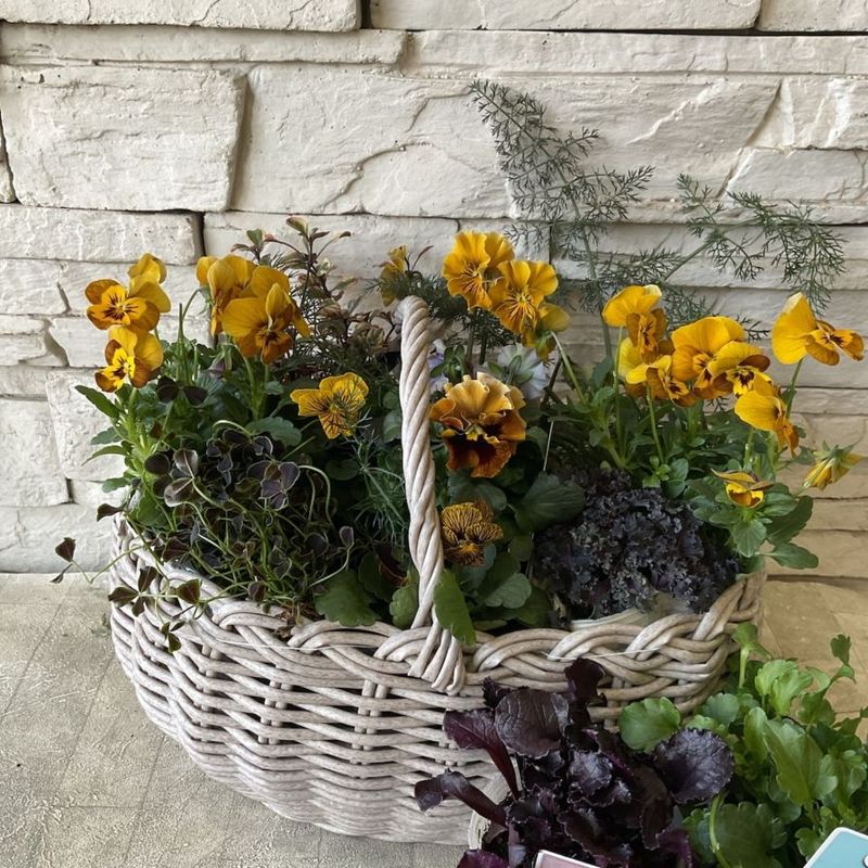 寄せ植え | 橋本種苗園オンラインストア