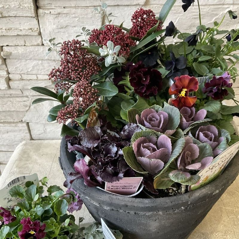 寄せ植え | 橋本種苗園オンラインストア