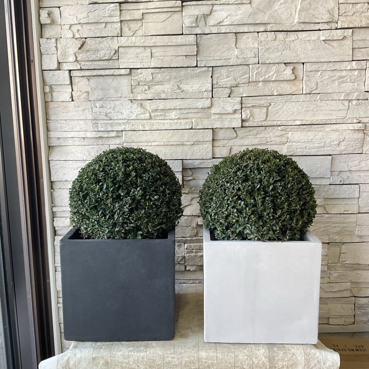 小笠原ビロウ　トゲ無し　耐寒性　希少種❗️ トゲなし 小笠原ビロウヤシ 8号 97cm - メルカリ