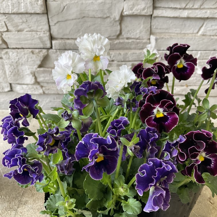 わ*び様 プティフール ビオラ 宇宙なペルル 花苗 希少 わ*び様