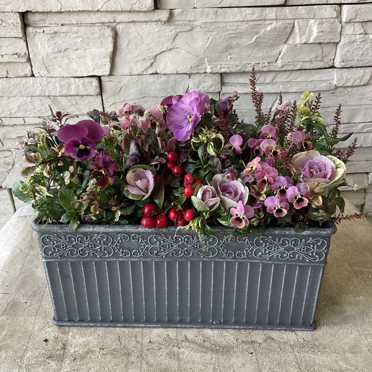 寄せ植え】ダークピンクの冬の寄せ植え | 寄せ植え | 橋本種苗園