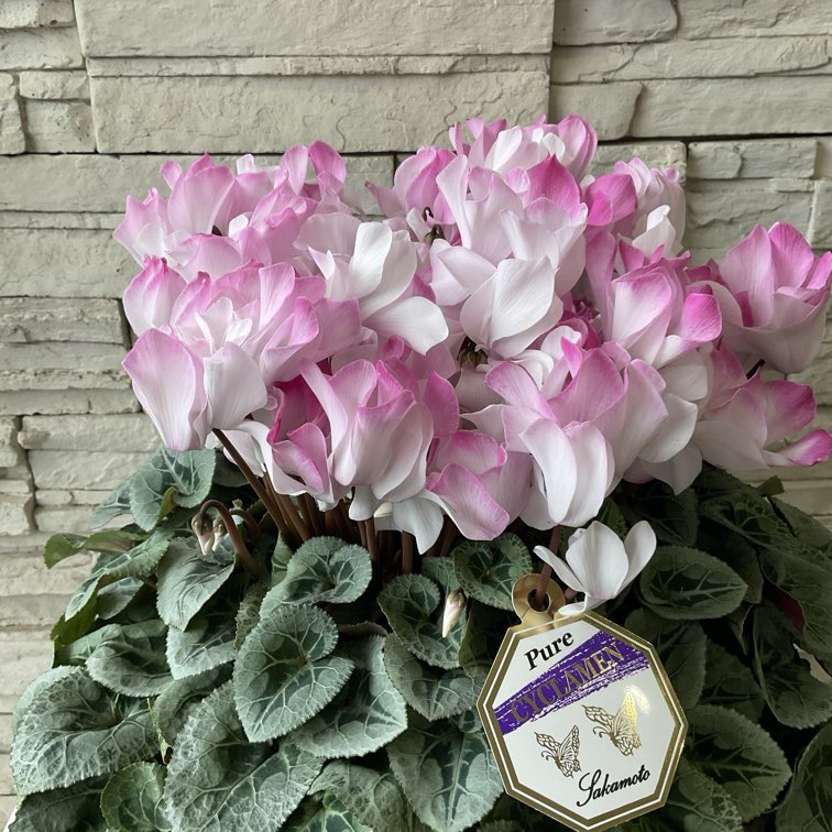 シクラメン 薄ピンク 7寸鉢 | 鉢花・花苗 | 橋本種苗園オンラインストア