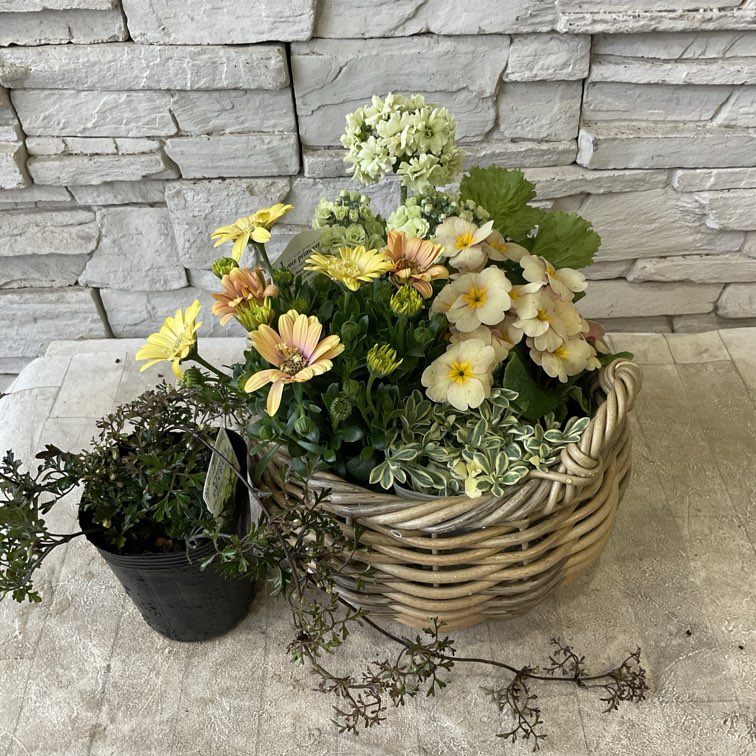 寄せ植え | 橋本種苗園オンラインストア