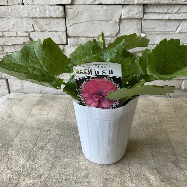 ラナンキュラス　ラックスシリーズ　選べる17種