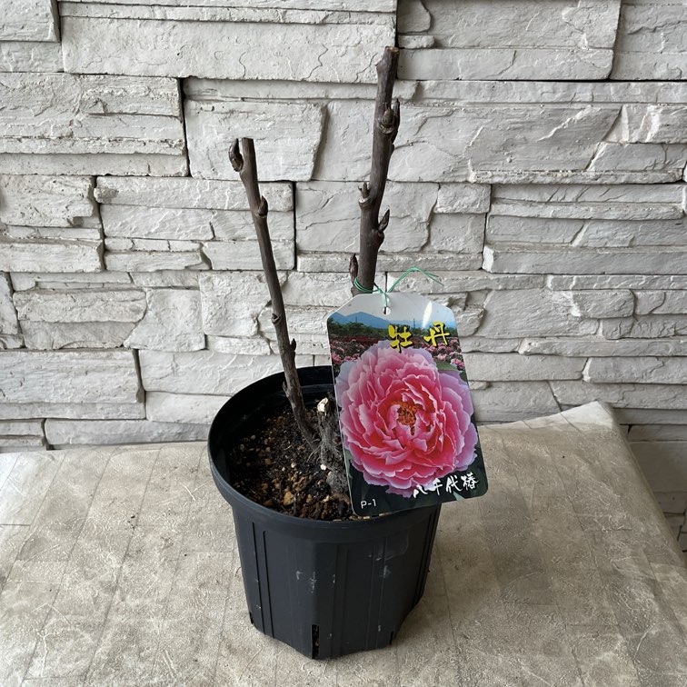 牡丹　選べる♪ 13種