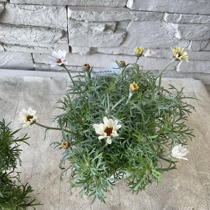 ローダンセマム　プリマリア