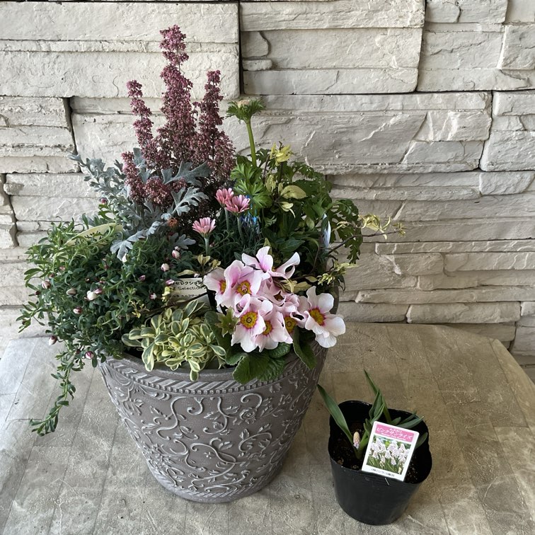 寄せ植え | 橋本種苗園オンラインストア