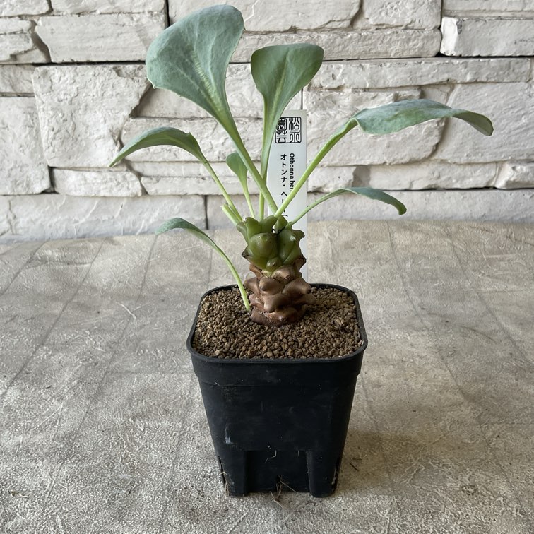 【多肉・塊根植物】オトンナ　ヘレー